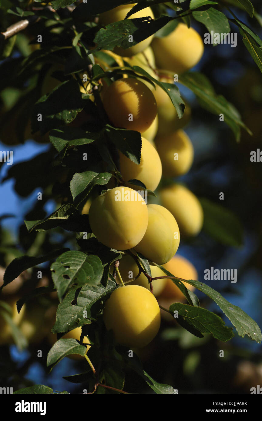 Plums green leaves hires stock photography and images Alamy