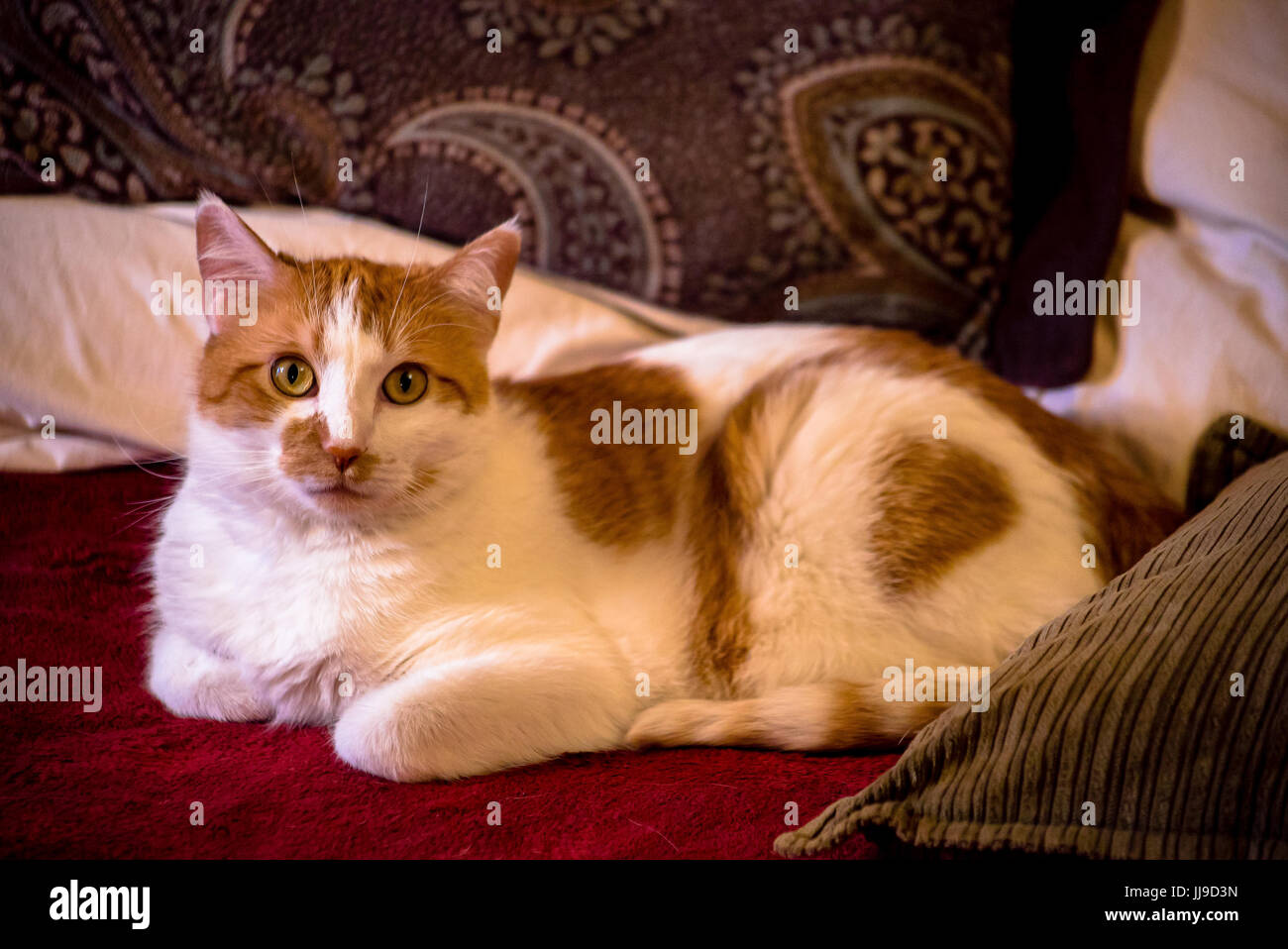 Beautiful orange and white cat relaxing in bed. Stock Photo