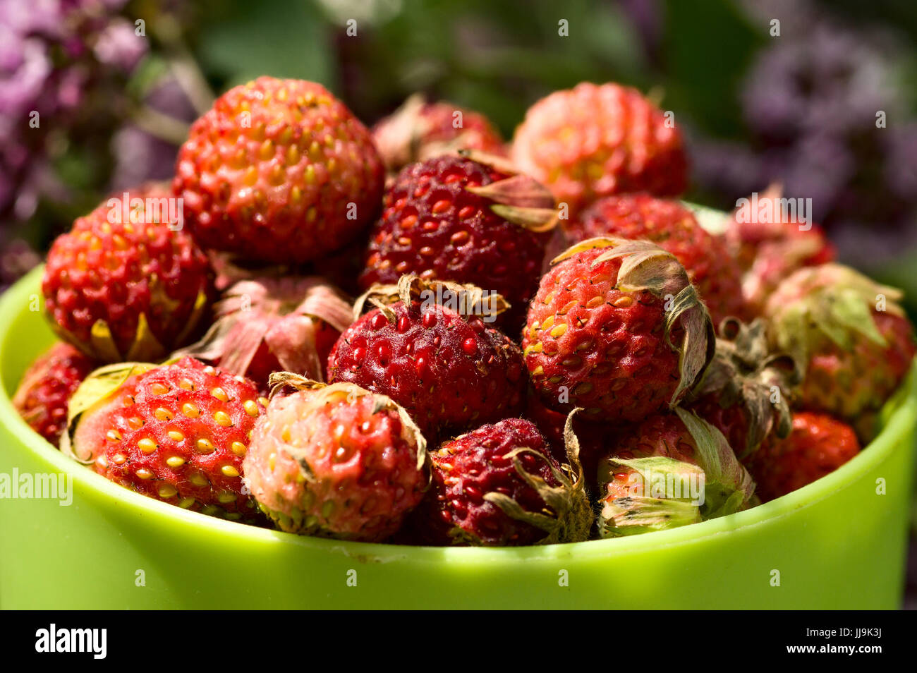 Cup full of wild strawberries Stock Photo