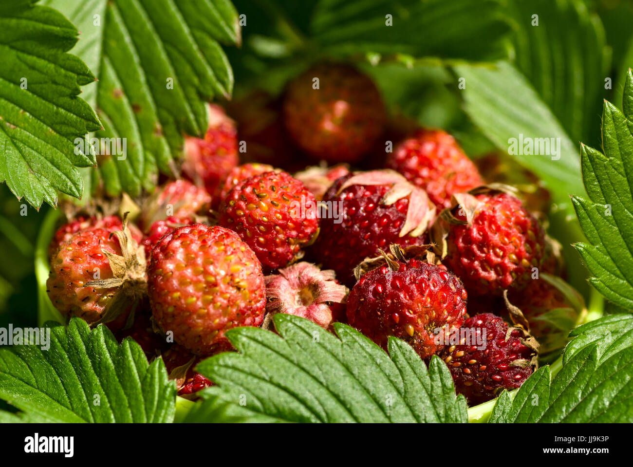 Heap of wild strawberries framed by leaves Stock Photo