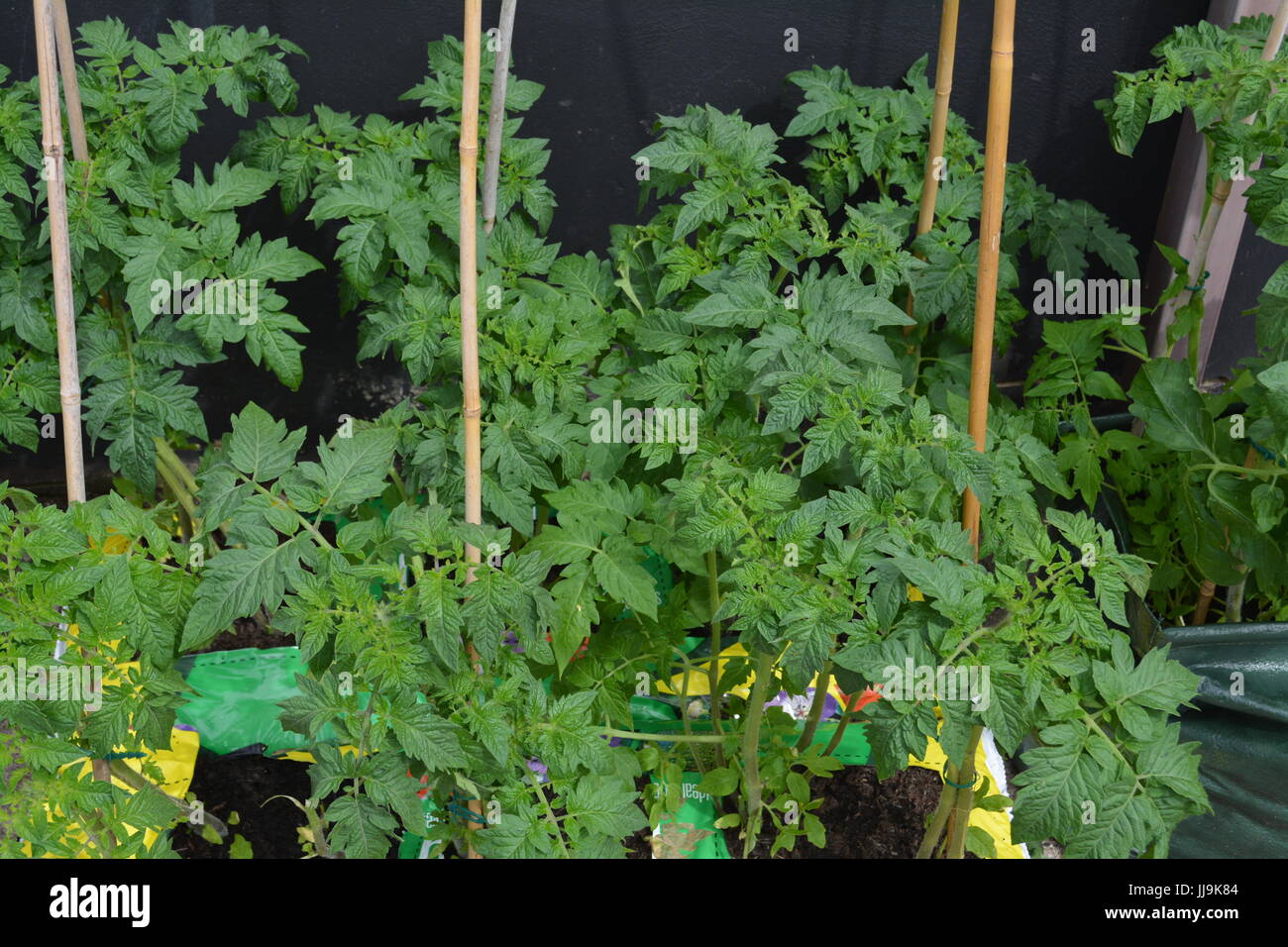 Young tomato plants growing in growbags in garden re bamboo supports canes fruit Stock Photo