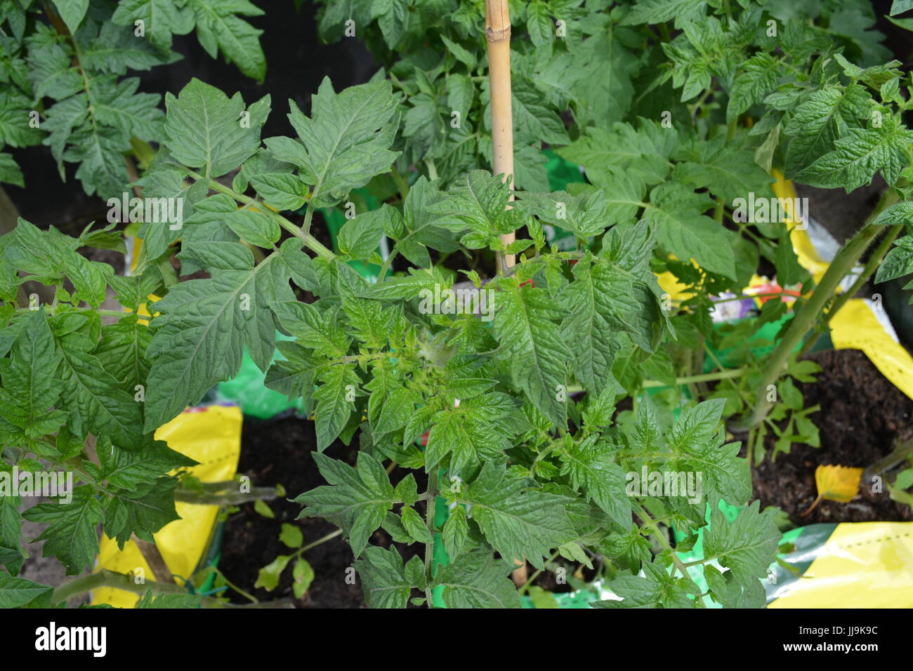 Young tomato plants growing in growbags in garden re bamboo supports canes fruit Stock Photo