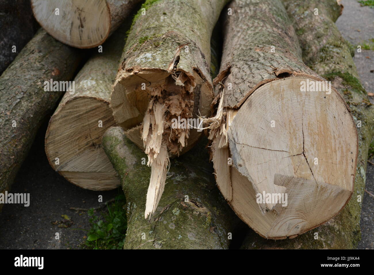 Cut logs timber stored outdoors in a pile on concrete surface Stock Photo