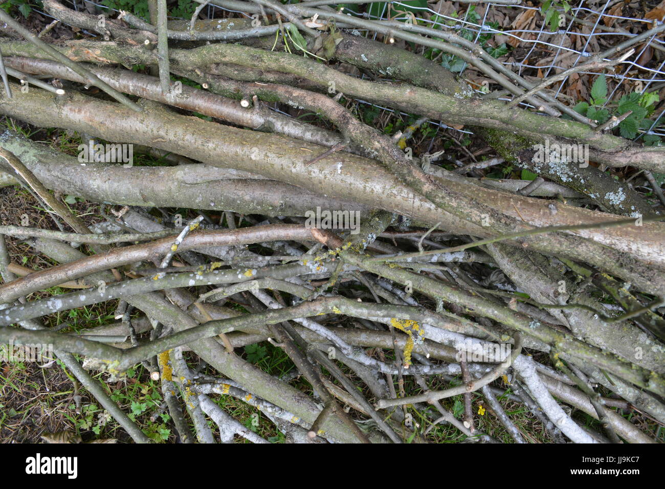 Pile of twigs and branches hires stock photography and images Alamy