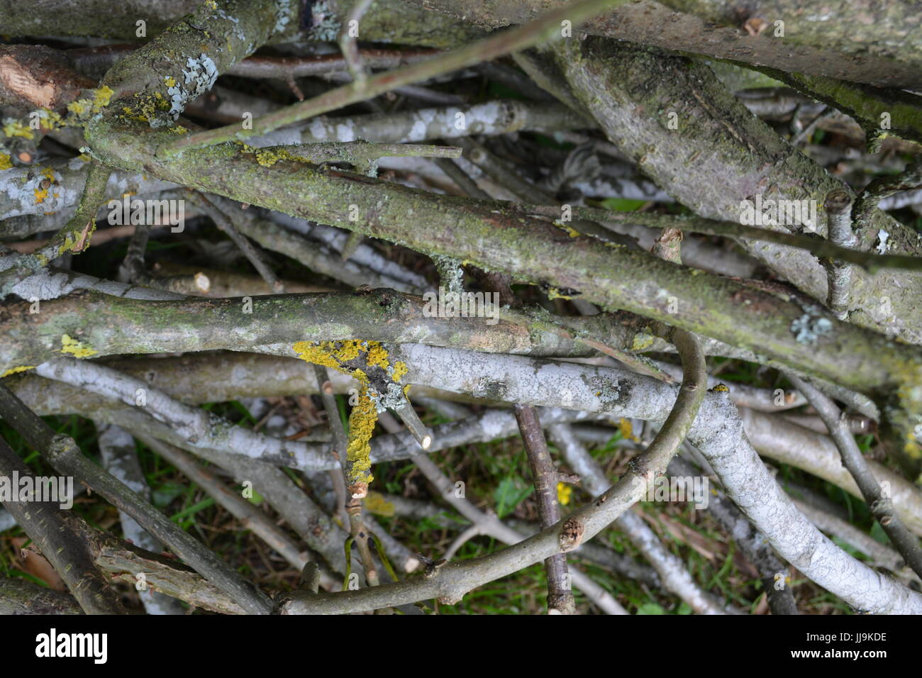 Neat pile of tree timber wood branches cuttings on the ground in
