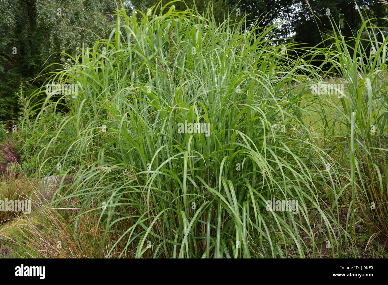 Tall decorative miscanthus sinensis graziella ornamental grass in garden setting Stock Photo
