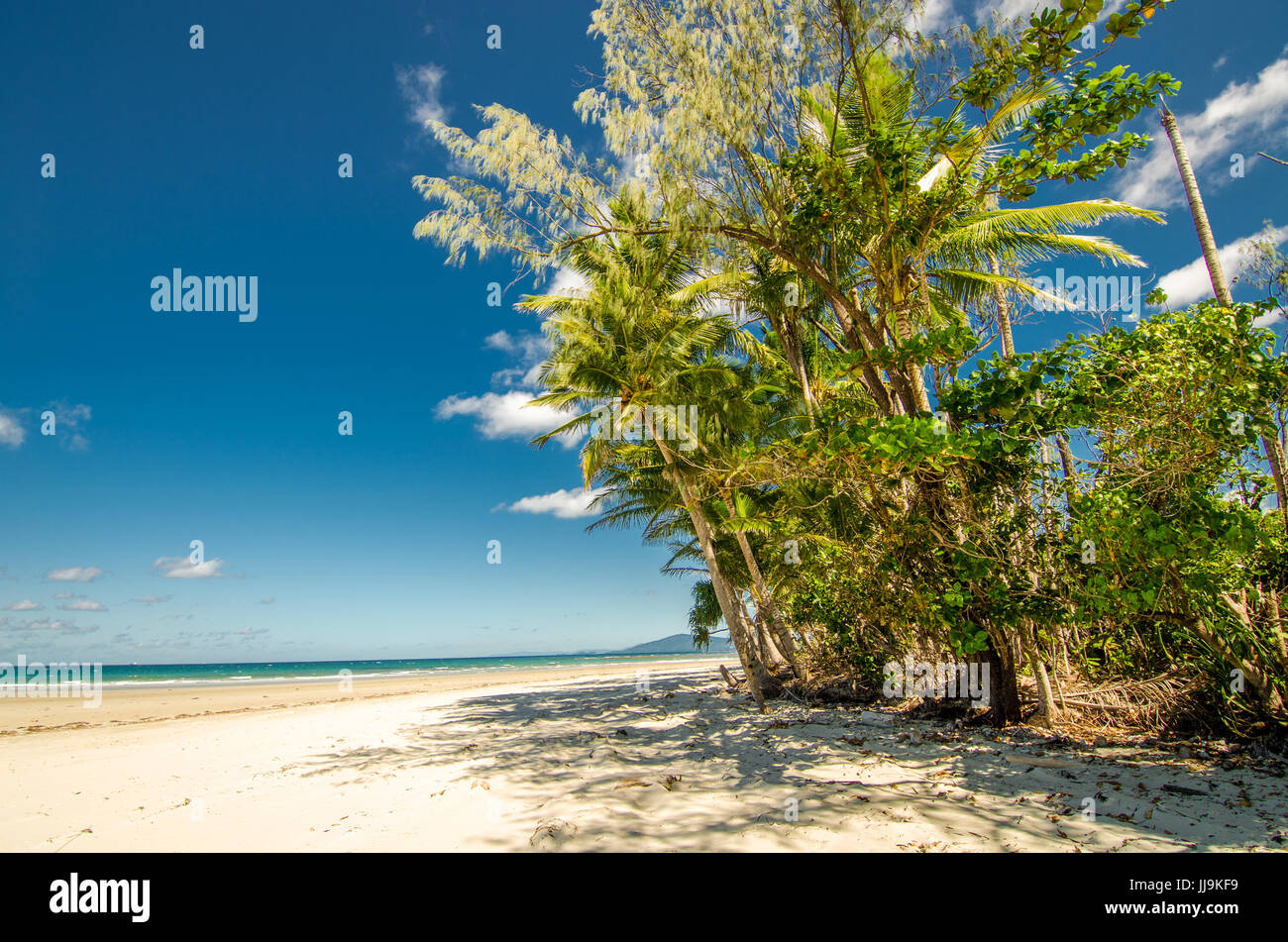 Australia palm tree hi-res stock photography and images - Alamy