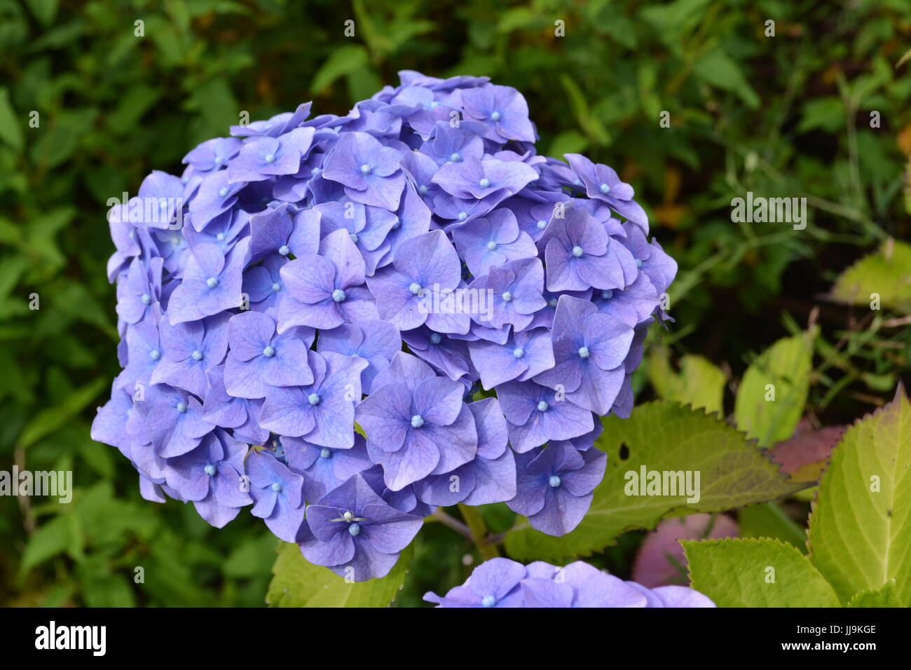 Close up of flowering hydrangea plant in english garden setting Stock Photo
