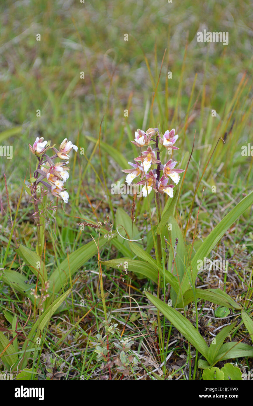 Marsh Helleborine-Orchid Stock Photo