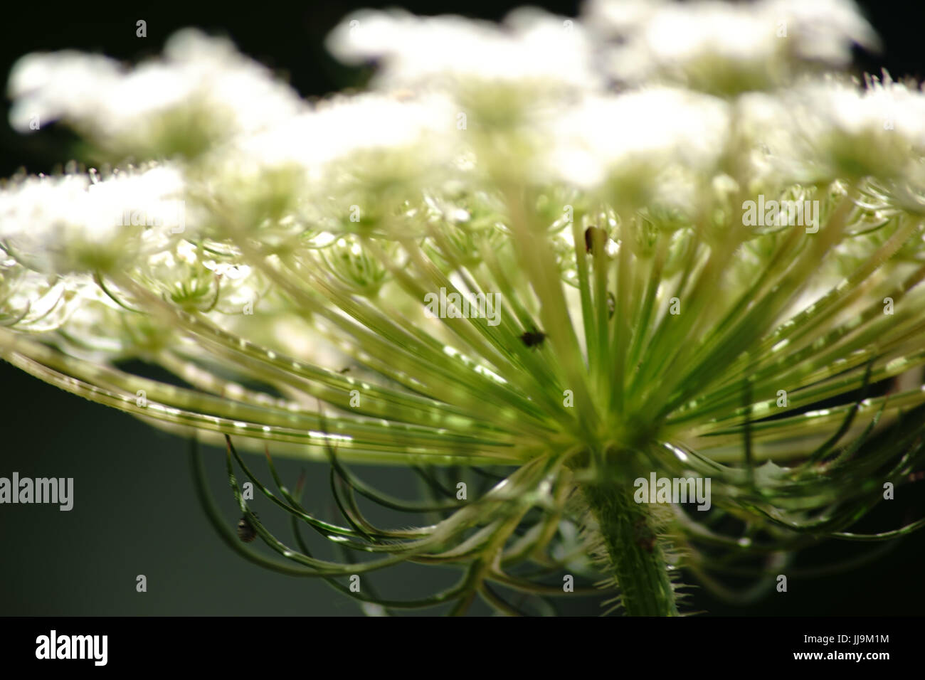 The close-up and side view of the umbel of the Pimpinella major. Stock Photo