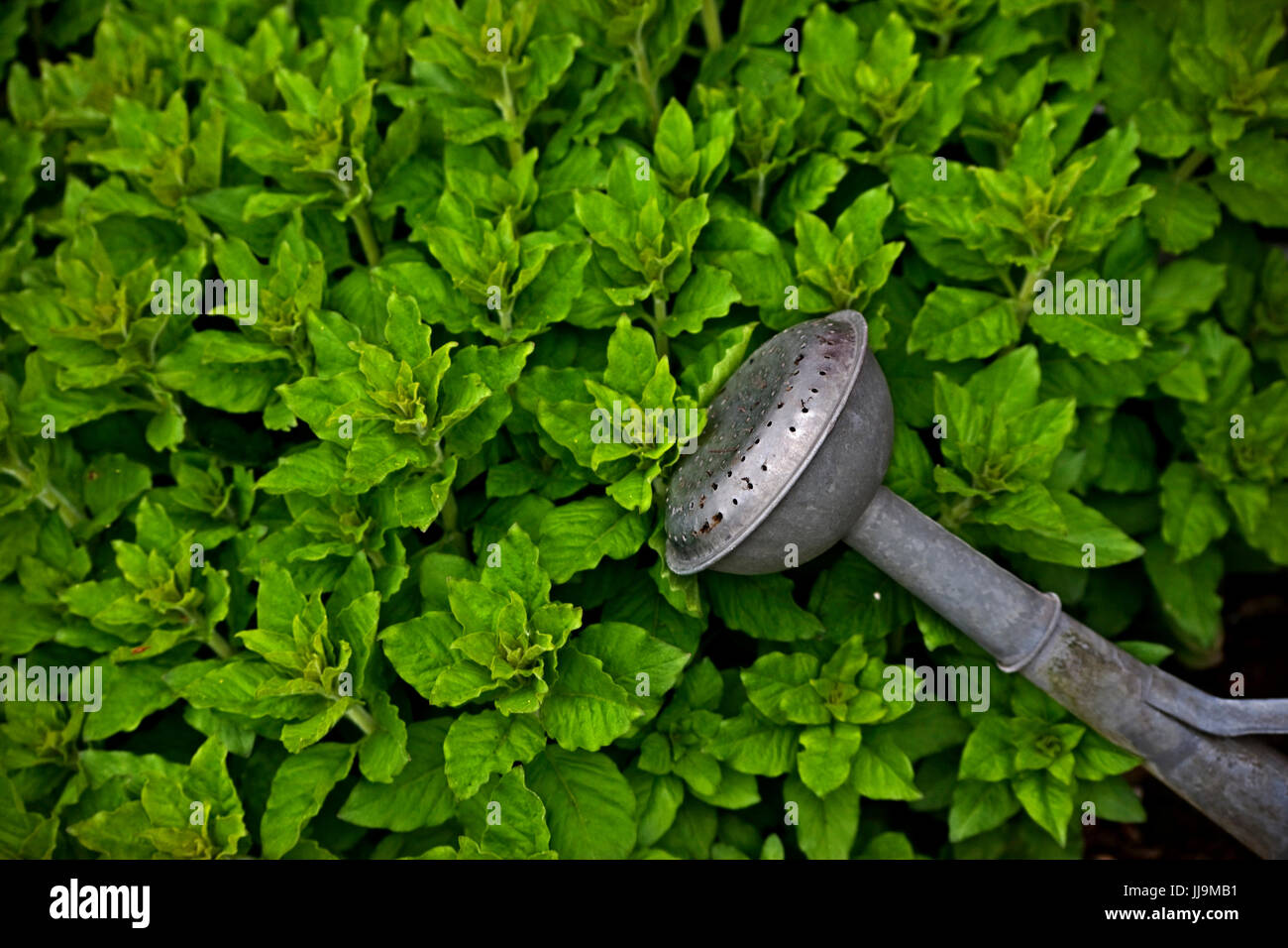 metal watering can with rose spout with in front of hedge , galvanised