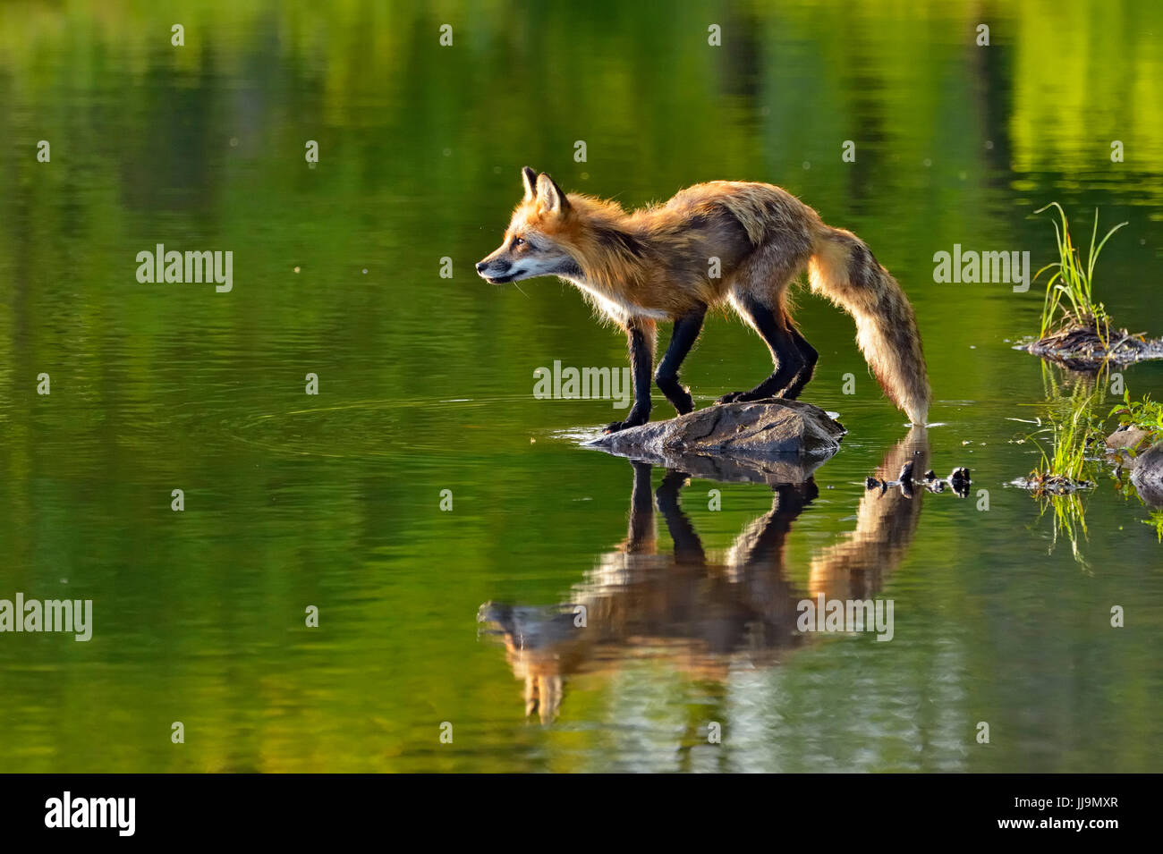 Red fox (Vulpes vulpes) captive, Minnesota Wildlife Connection, Sandstone, Minnesota, USA Stock