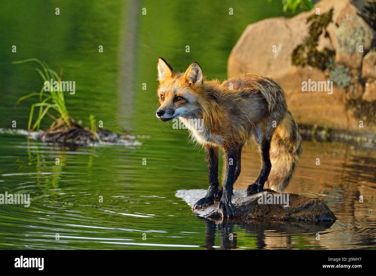 Red fox (Vulpes vulpes) captive, Minnesota Wildlife Connection, Sandstone, Minnesota, USA Stock