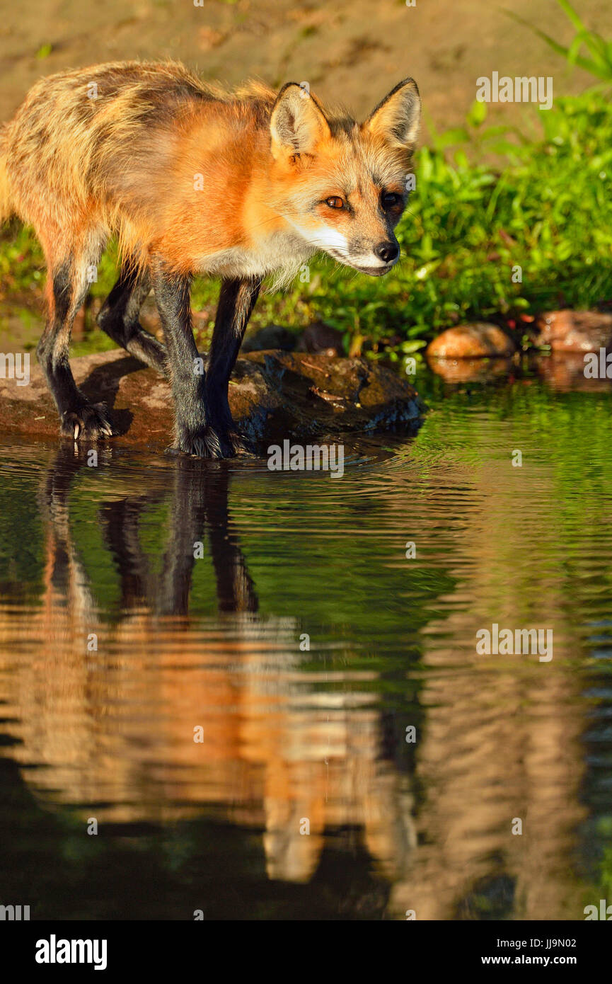 Red fox (Vulpes vulpes) captive, Minnesota Wildlife Connection, Sandstone, Minnesota, USA Stock