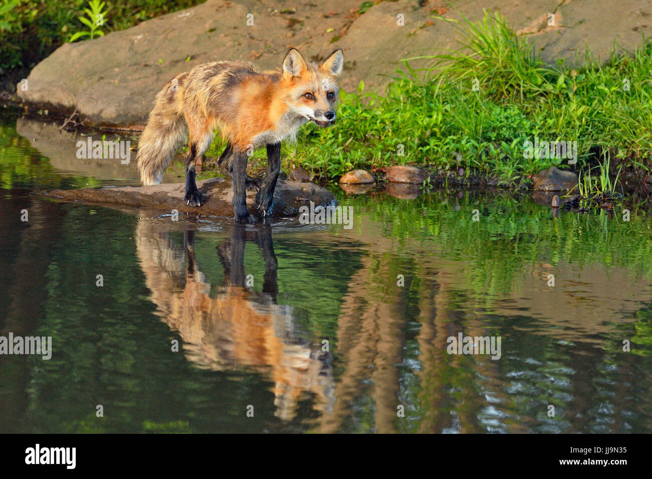 Red fox (Vulpes vulpes) captive, Minnesota Wildlife Connection, Sandstone, Minnesota, USA Stock
