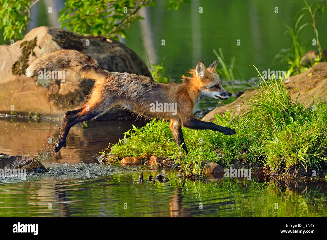 Red fox (Vulpes vulpes) captive, Minnesota Wildlife Connection, Sandstone, Minnesota, USA Stock