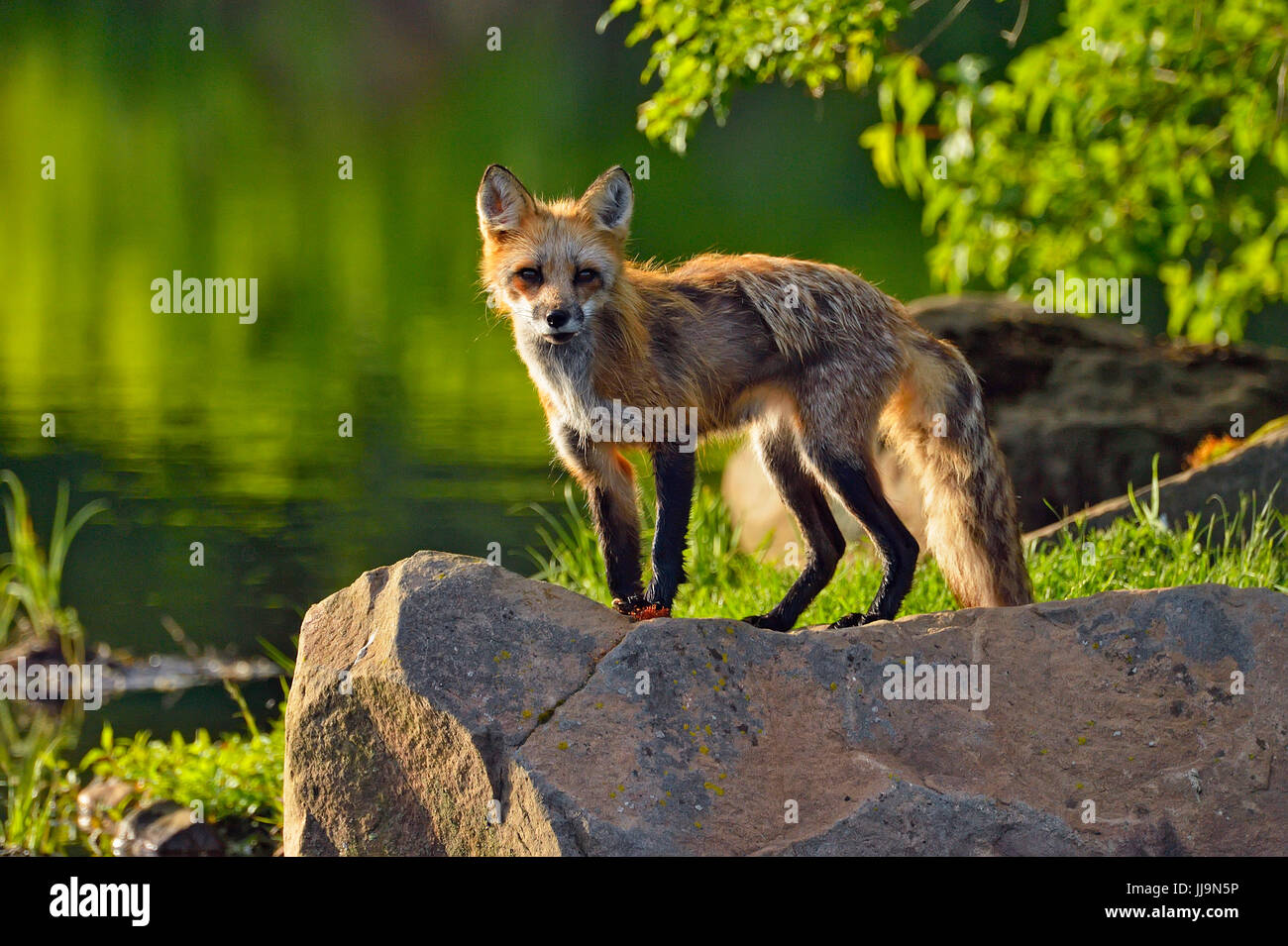 Red fox (Vulpes vulpes) captive, Minnesota Wildlife Connection, Sandstone, Minnesota, USA Stock