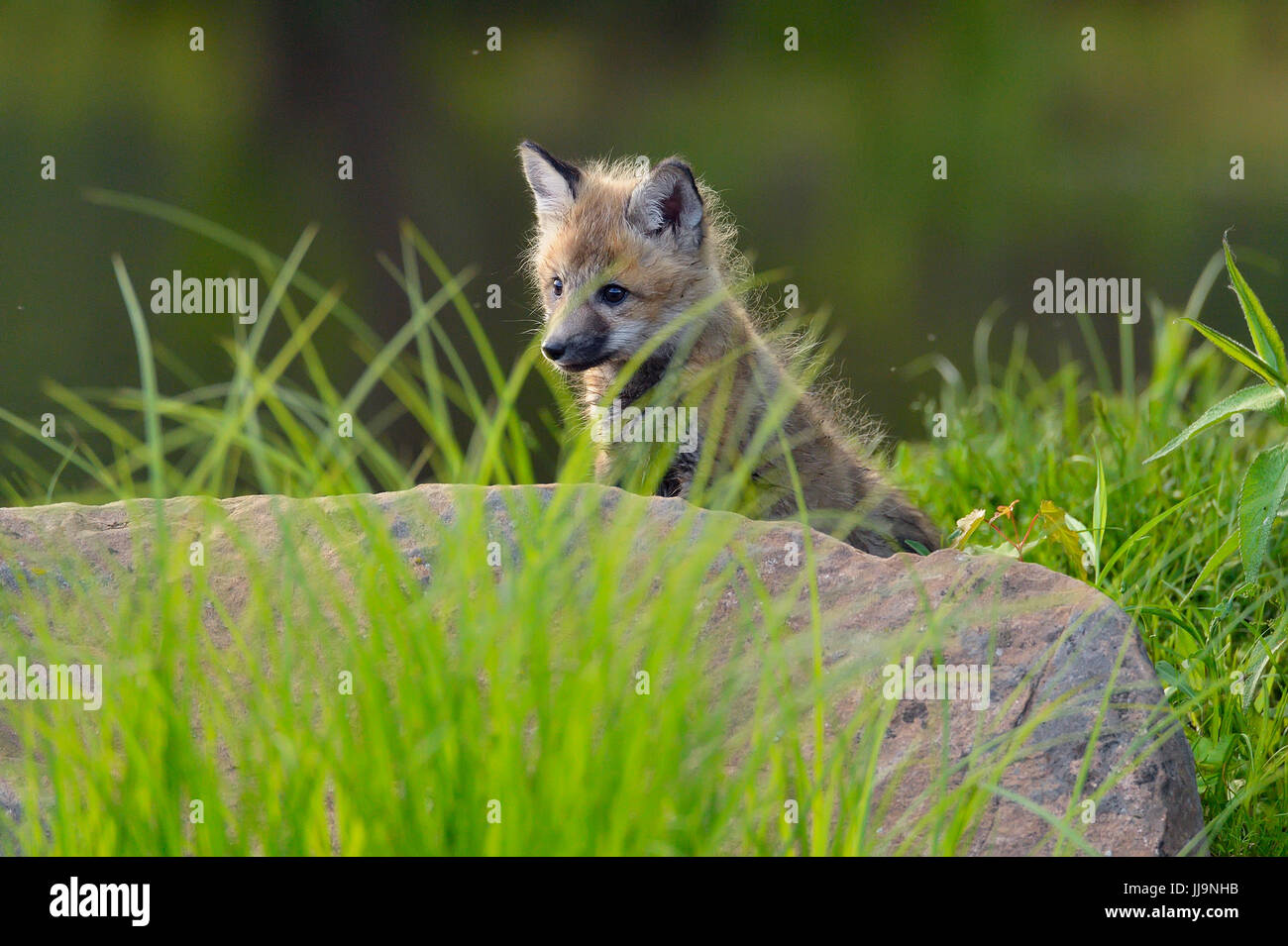 Red fox (Vulpes vulpes) captive raised kit, Minnesota Wildlife Connection, Sandstone, Minnesota