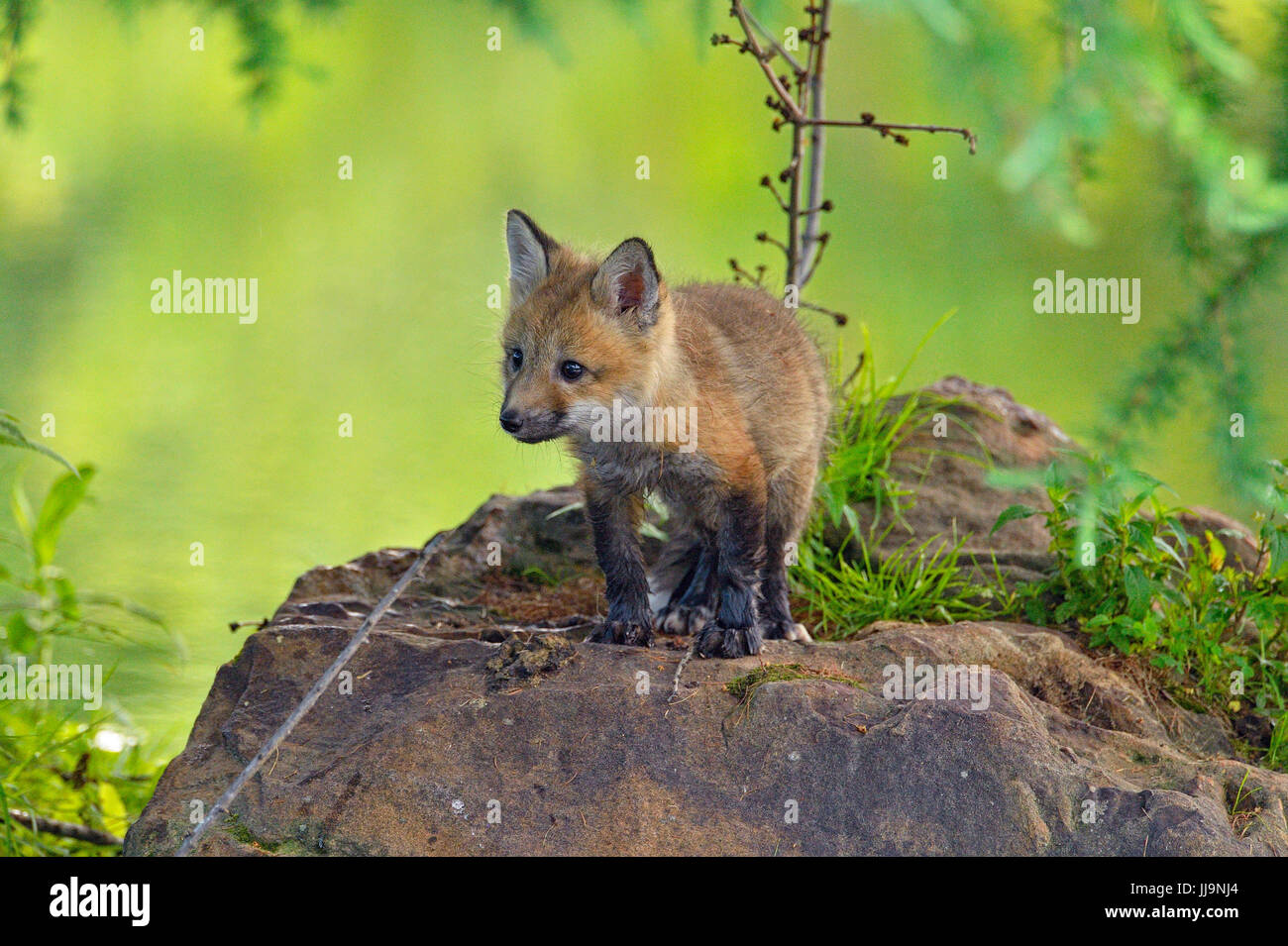 Red fox (Vulpes vulpes) captive raised kit, Minnesota Wildlife Connection, Sandstone, Minnesota