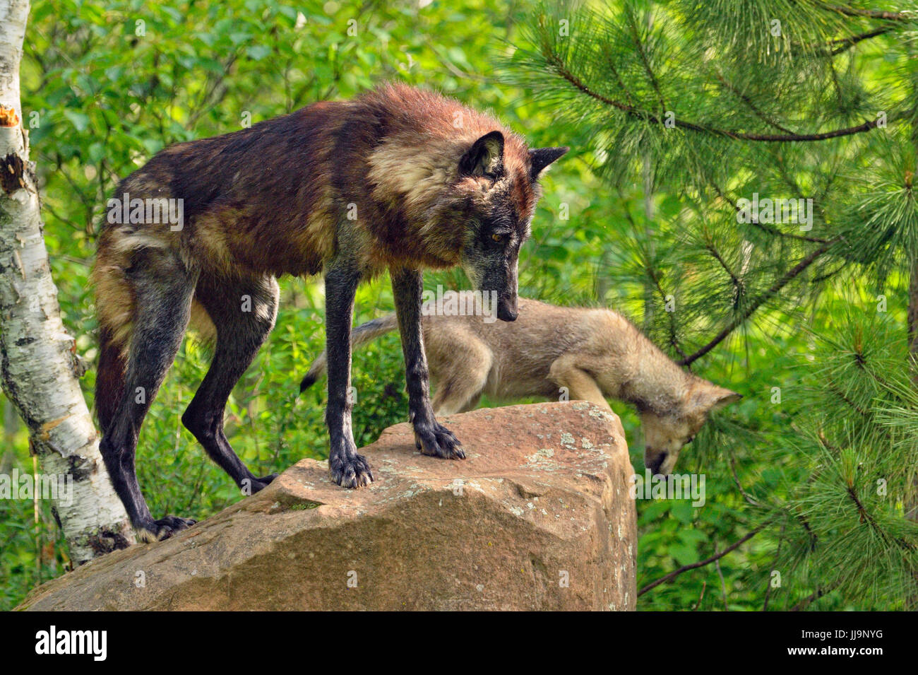 Gray wolf (Canis lupus} captive adult and cubs, Minnesota Wildlife Connection, Sandstone