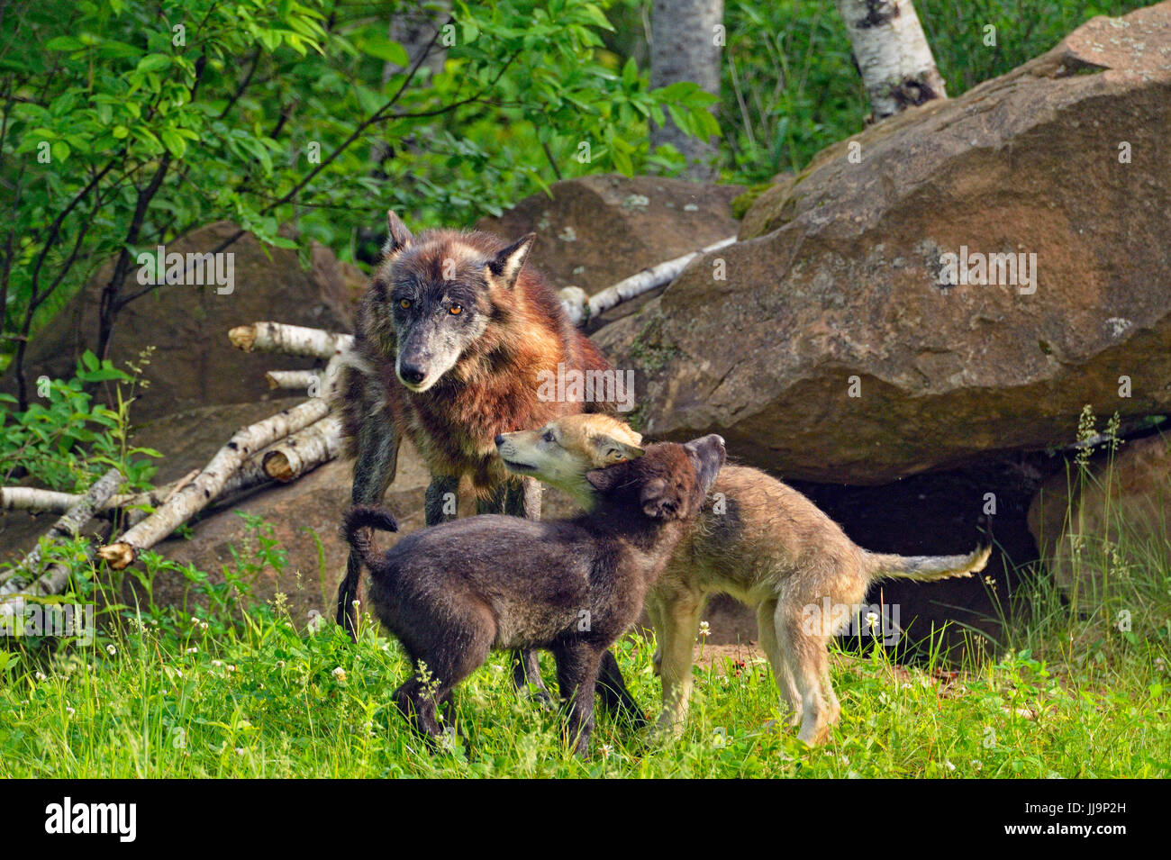 Gray wolf (Canis lupus} captive raised Blackmorph adult and cubs, Minnesota Wildlife