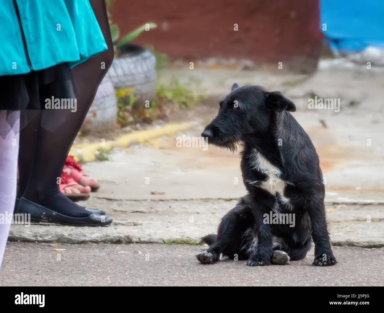 Black stray dog Stock Photo