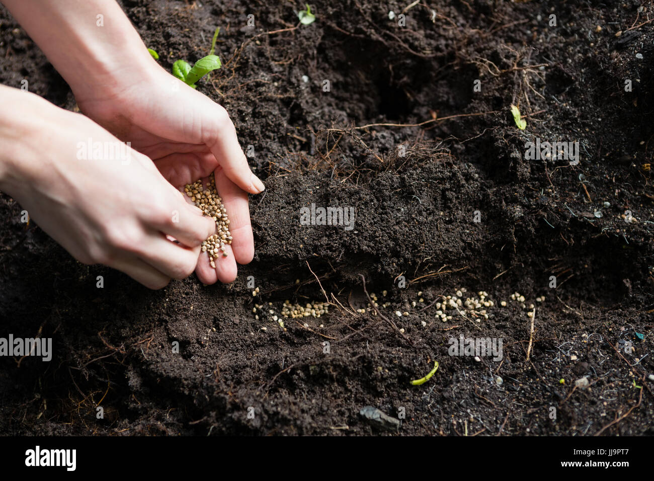 Hand of woman sowing seeds in soil at garden Stock Photo