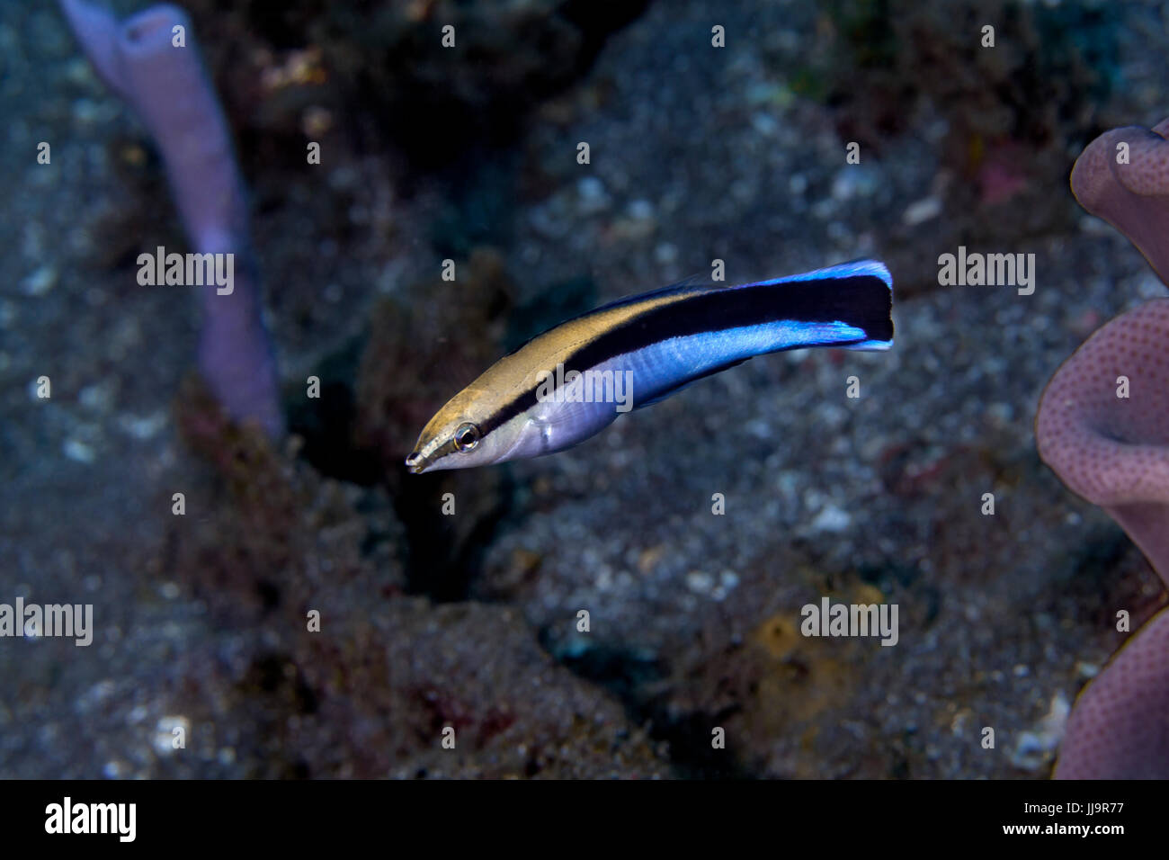Close up image of bluestreak cleaner wrasse (Labroides dimidiatus). Lembeh Straits, Indonesia. Stock Photo
