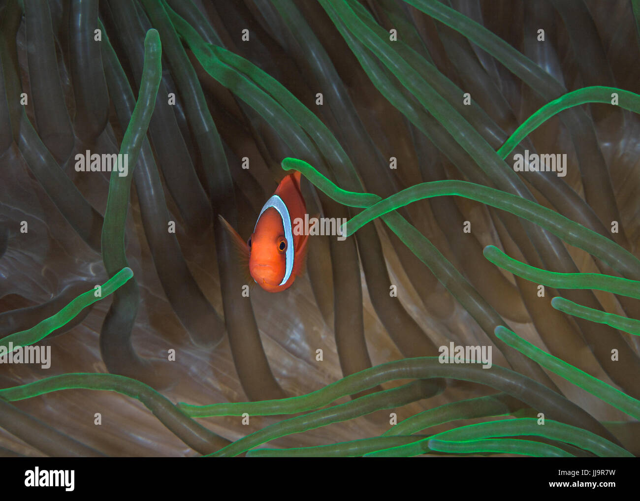 Bright orange tomato clownfish peers through the fluorescent green tentacles of its host anemone. Puerto Galera, Philippines. Stock Photo