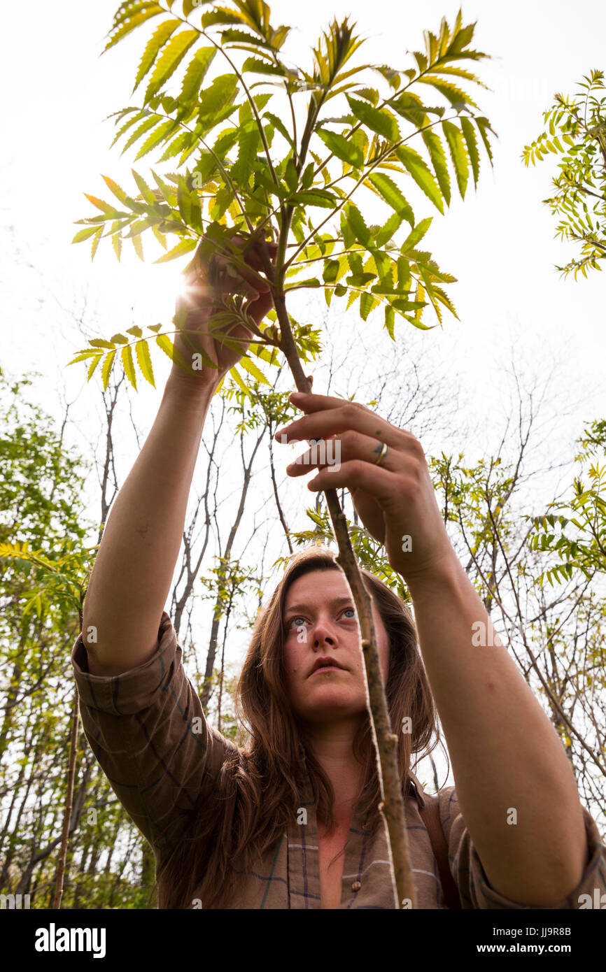 A professional forager collects leaves from a sumac bush, careful to ...