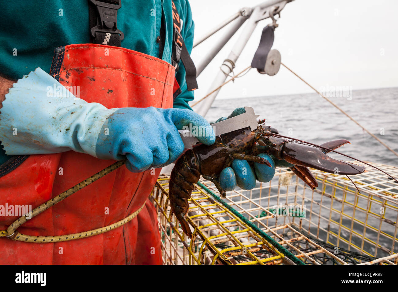 Measuring lobster hires stock photography and images Alamy