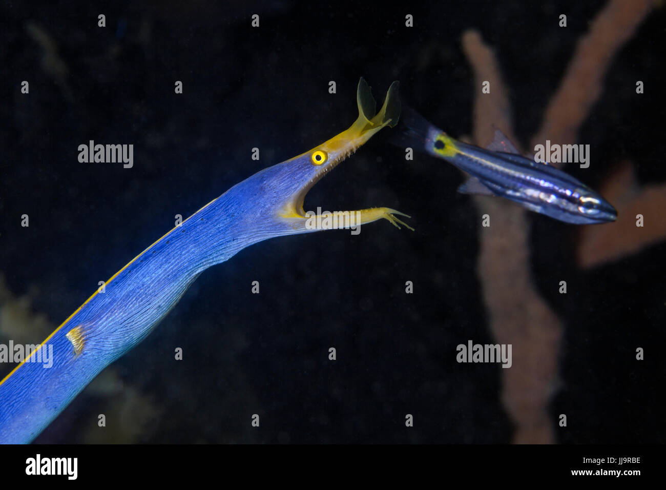 Blue ribbon eel lunges from its lair at a small fish. Lembeh Straits, Indonesia. Stock Photo