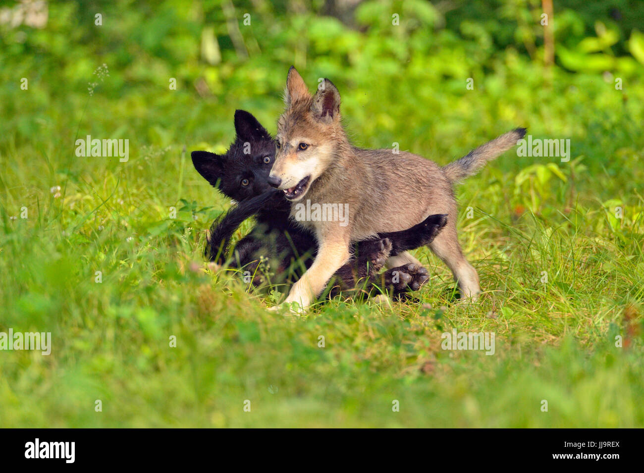Gray wolf (Canis lupus} captive raised- cubs at play, Minnesota Wildlife Connection, Sandstone, Minnesota, USA Stock Photo