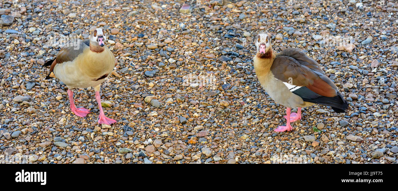 Egyptian Geese on River Thames foreshore Stock Photo