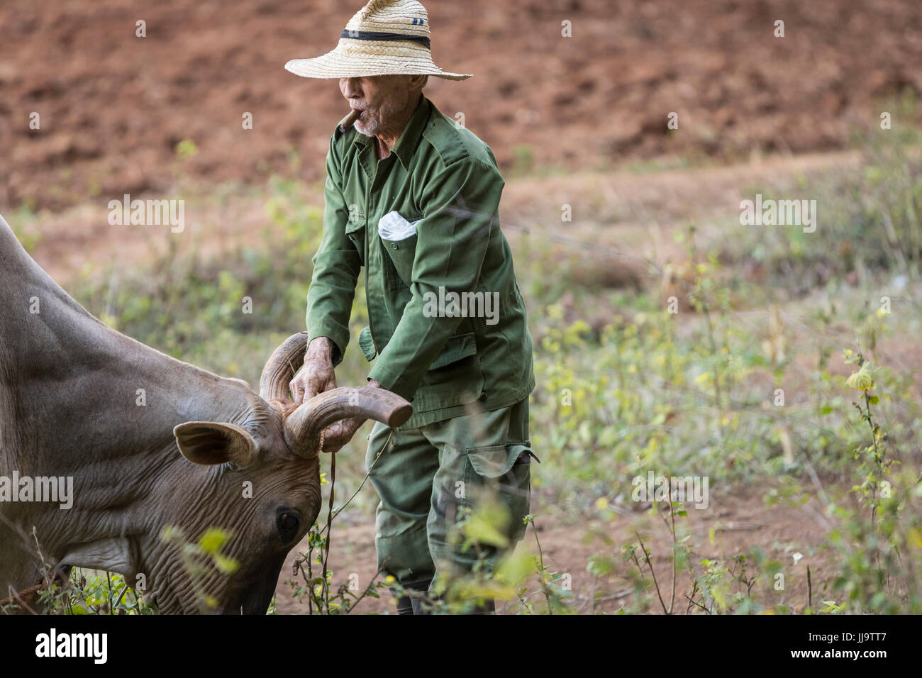 Farmer in Vinales, Cuba moves his cow as he works the tobacco field Stock Photo