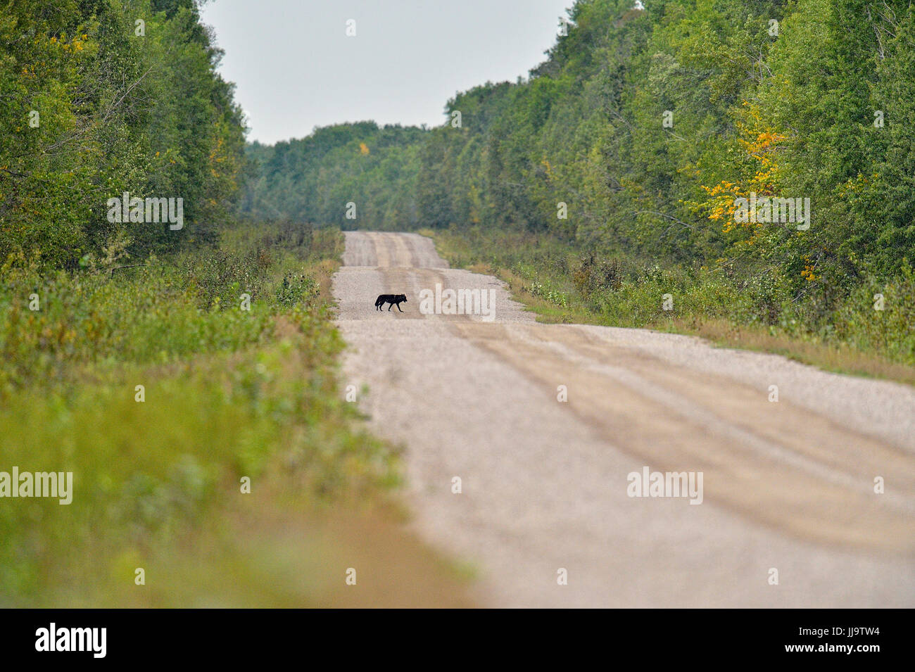 Grey wolf (Canis lupus) Black phase, on park road, Wood Buffalo National Park, Alberta, Canada Stock Photo