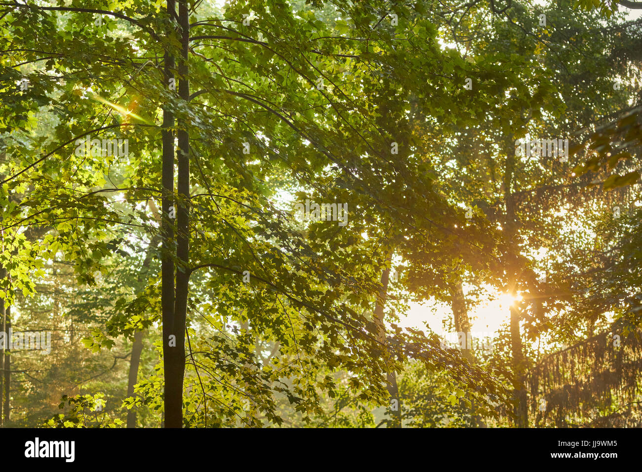 sunset through evergreen trees, Mt. Gretna, Lebanon County