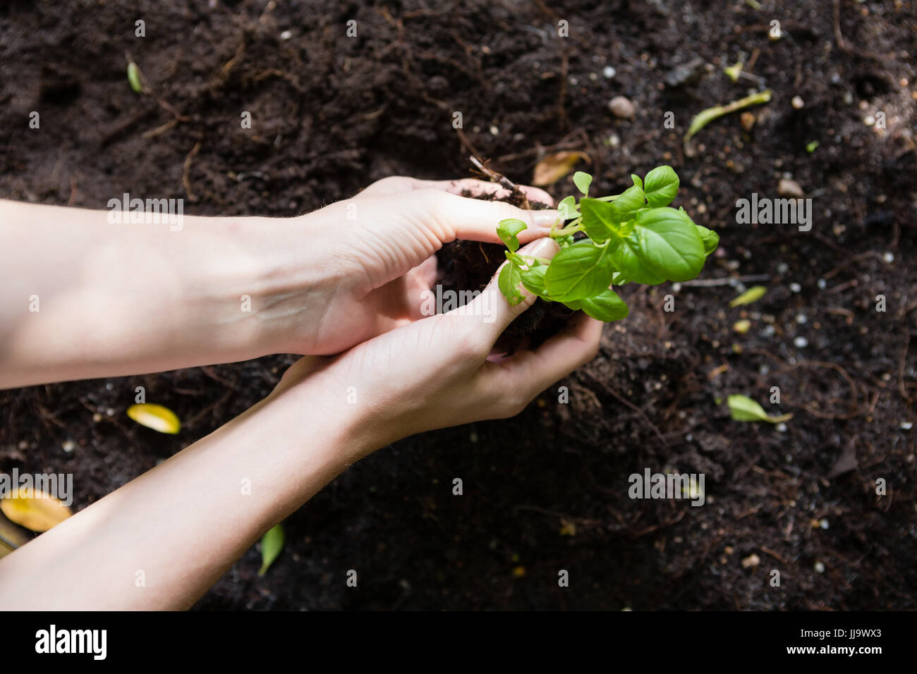Woman planting young plant into the soil in garden Stock Photo - Alamy