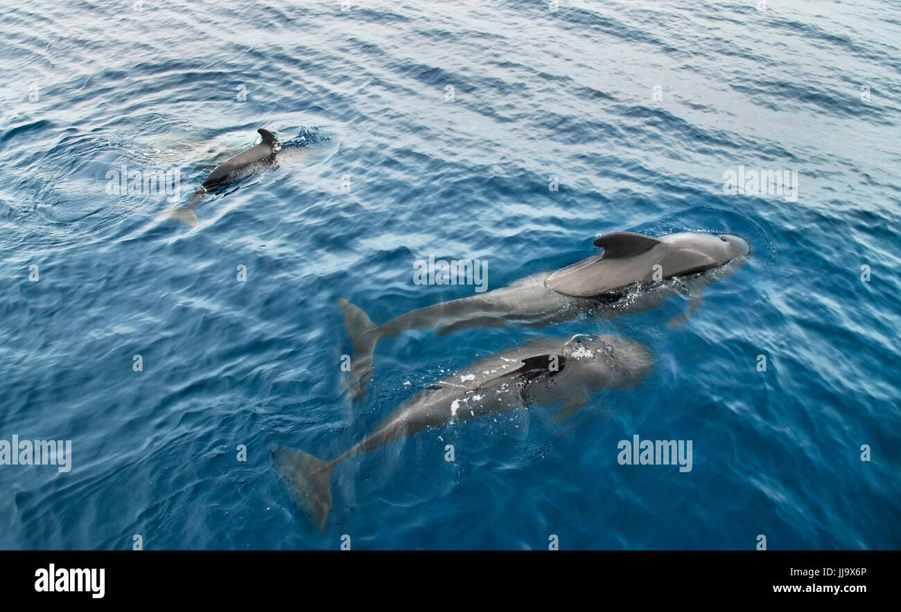 two dolphins swimming together in the Atlantic Ocean Stock Photo