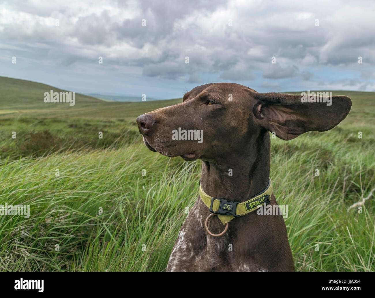 Is Blowing Wind Into My Dogs Ear Bad