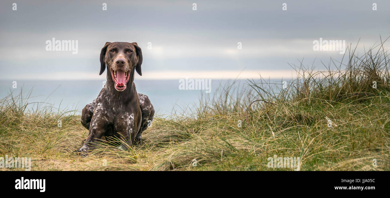 German Shorthaired Pointer tired after having an evening run on Freshwater East Beach in Pembrokeshire Stock Photo