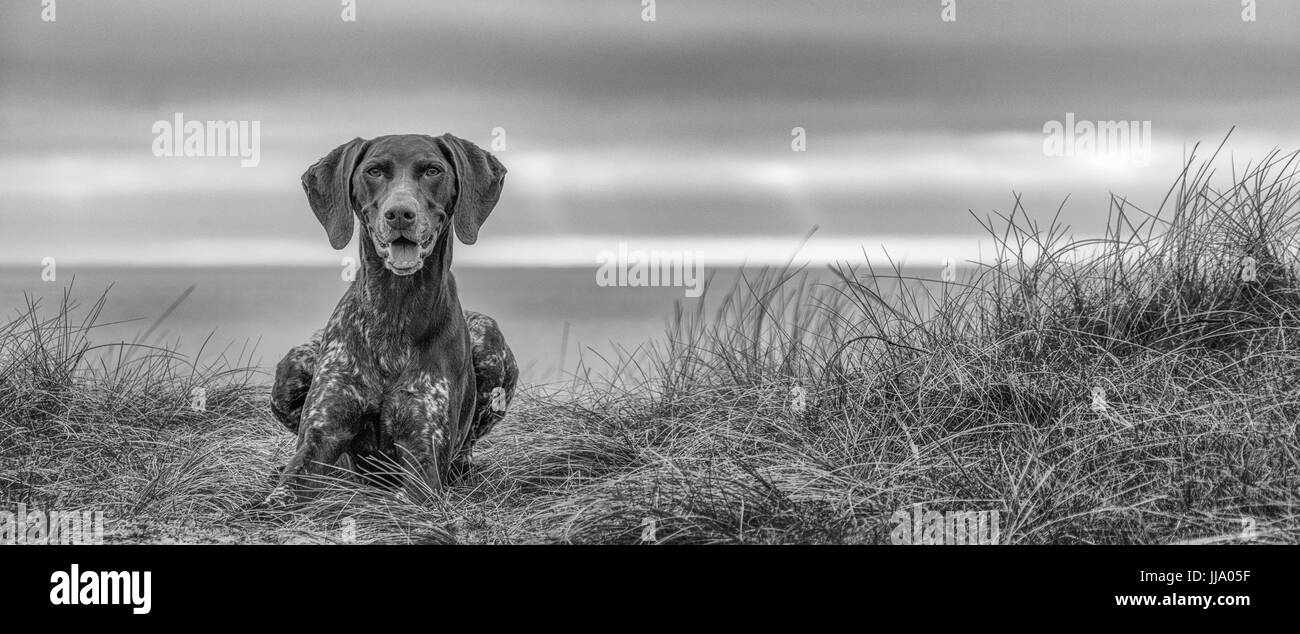 German Shorthaired Pointer taking a rest in the sand dunes after a run on the beach at Freshwater East in Pembrokeshire Stock Photo