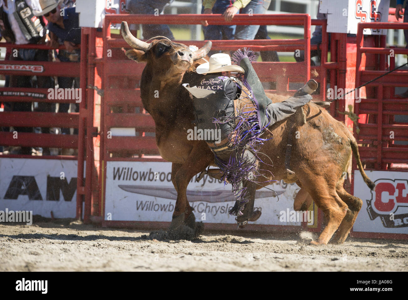 Cloverdale Rodeo bareback bull riding competition Stock Photo - Alamy