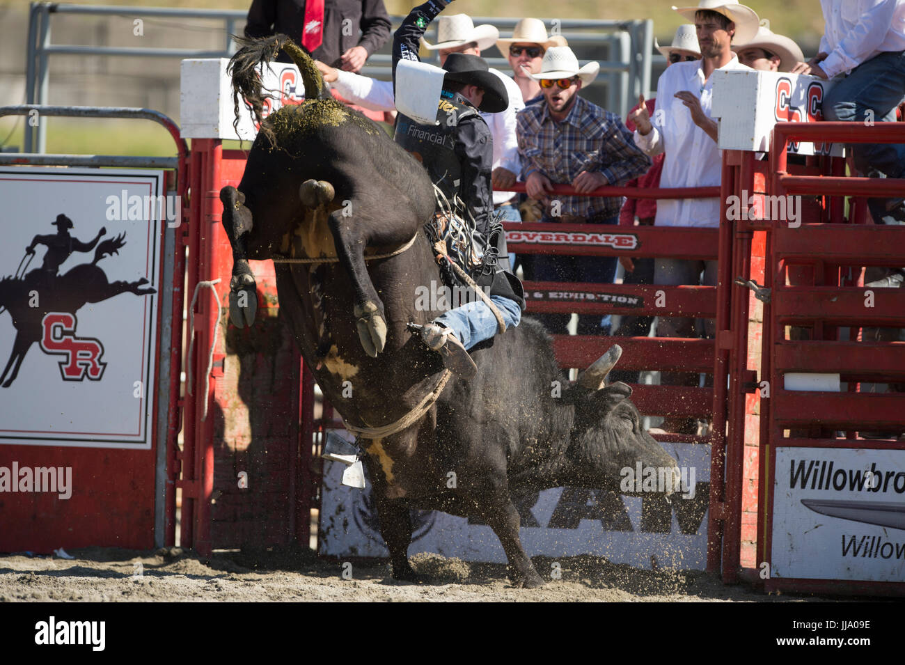 Cloverdale Rodeo bareback bull riding competition Stock Photo - Alamy