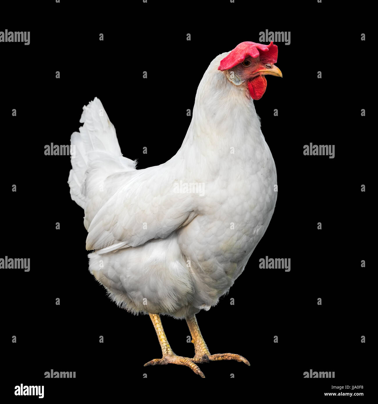 White hen isolated on a black background Stock Photo