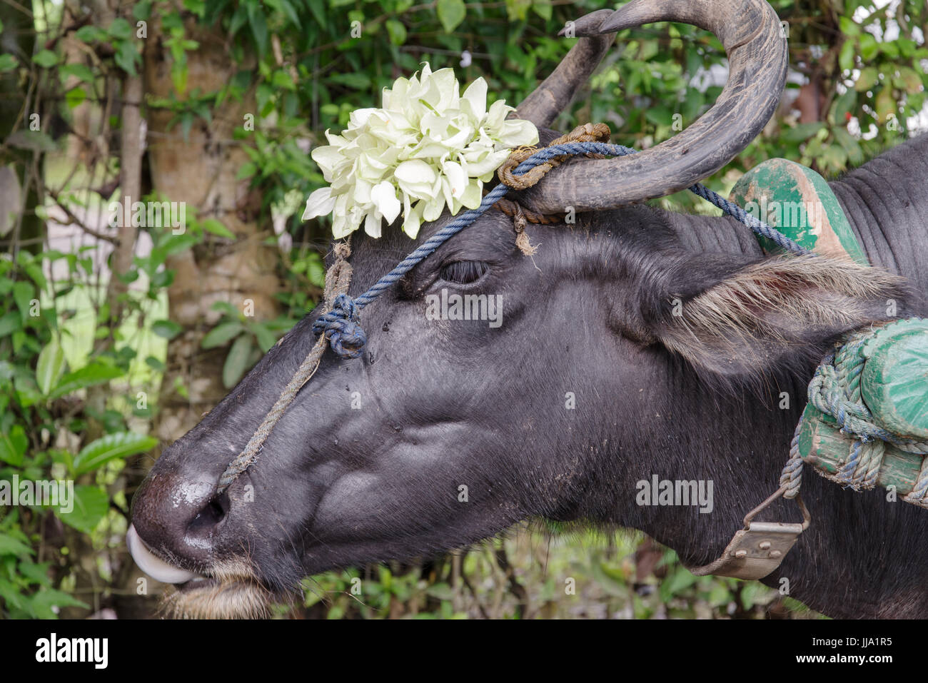 Carabao water buffalo native to the Philippines Stock Photo Alamy