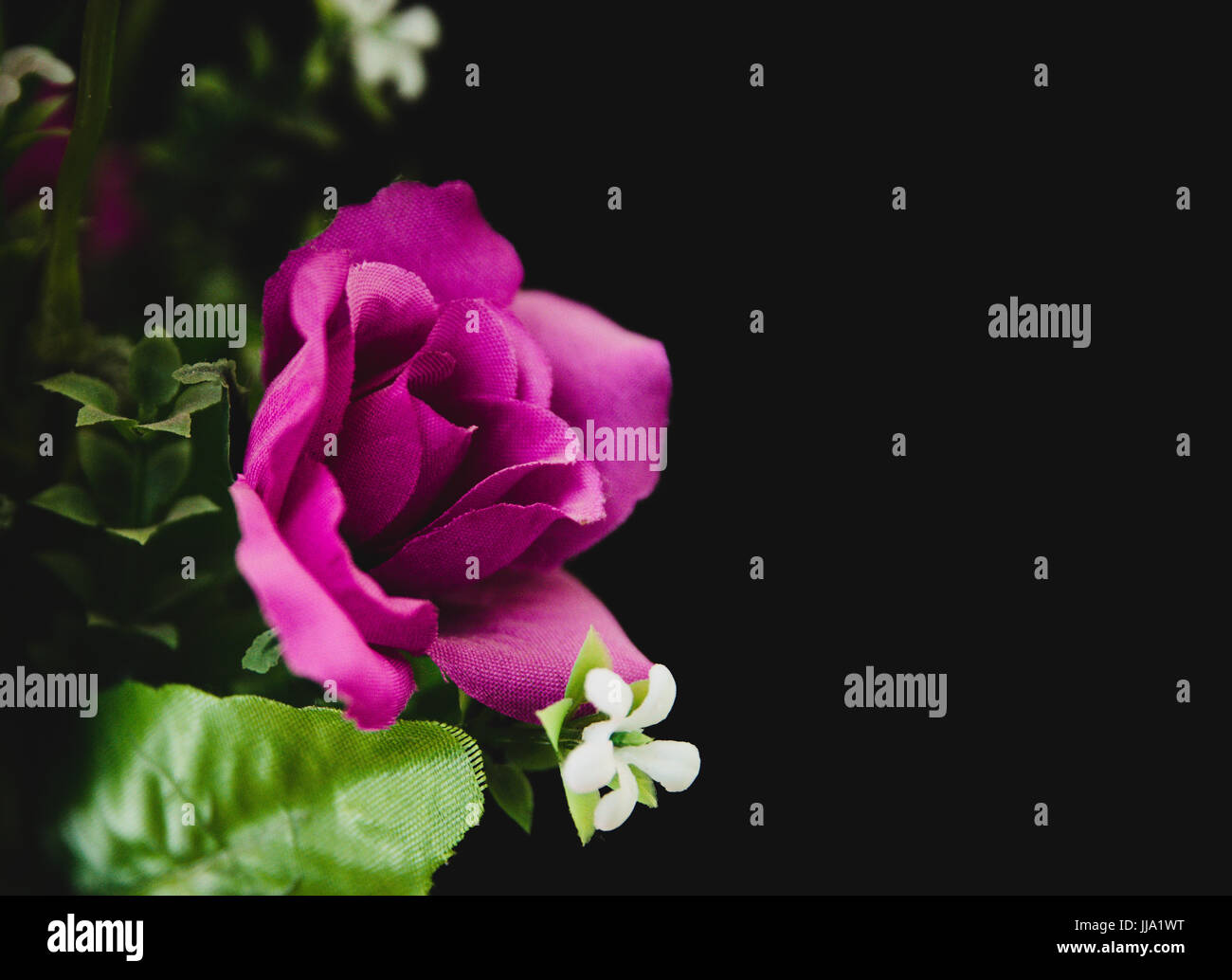 Purple rose hi-res stock photography and images - Alamy