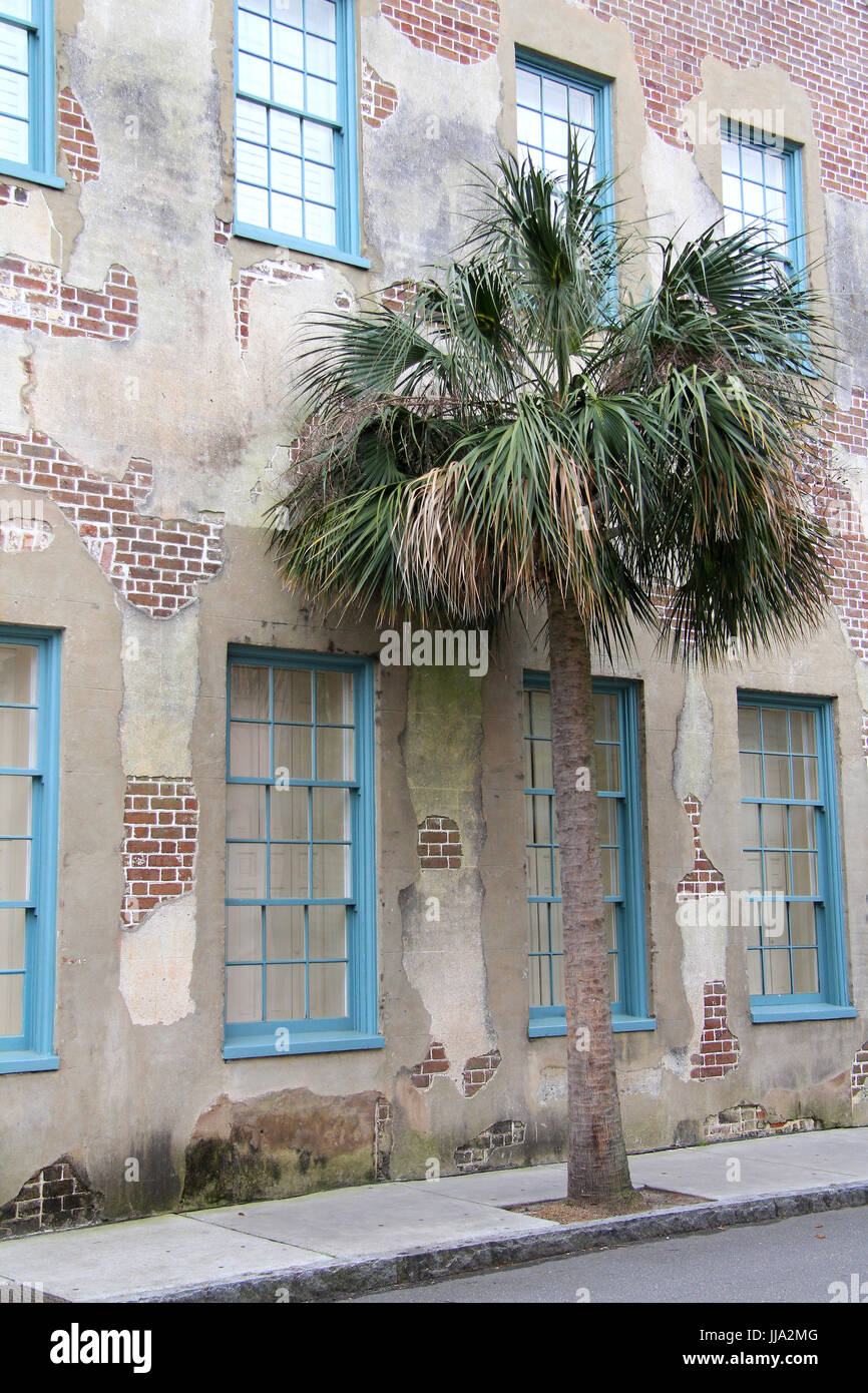Palmetto Palm Tree in front of downtown charleston south carolina home Stock Photo Alamy