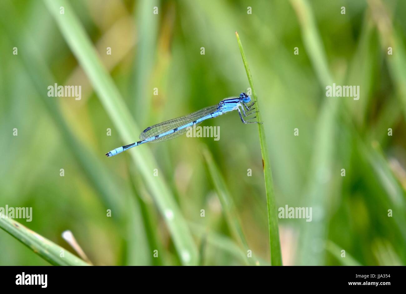 Dragonfly (Anisoptera) Stock Photo