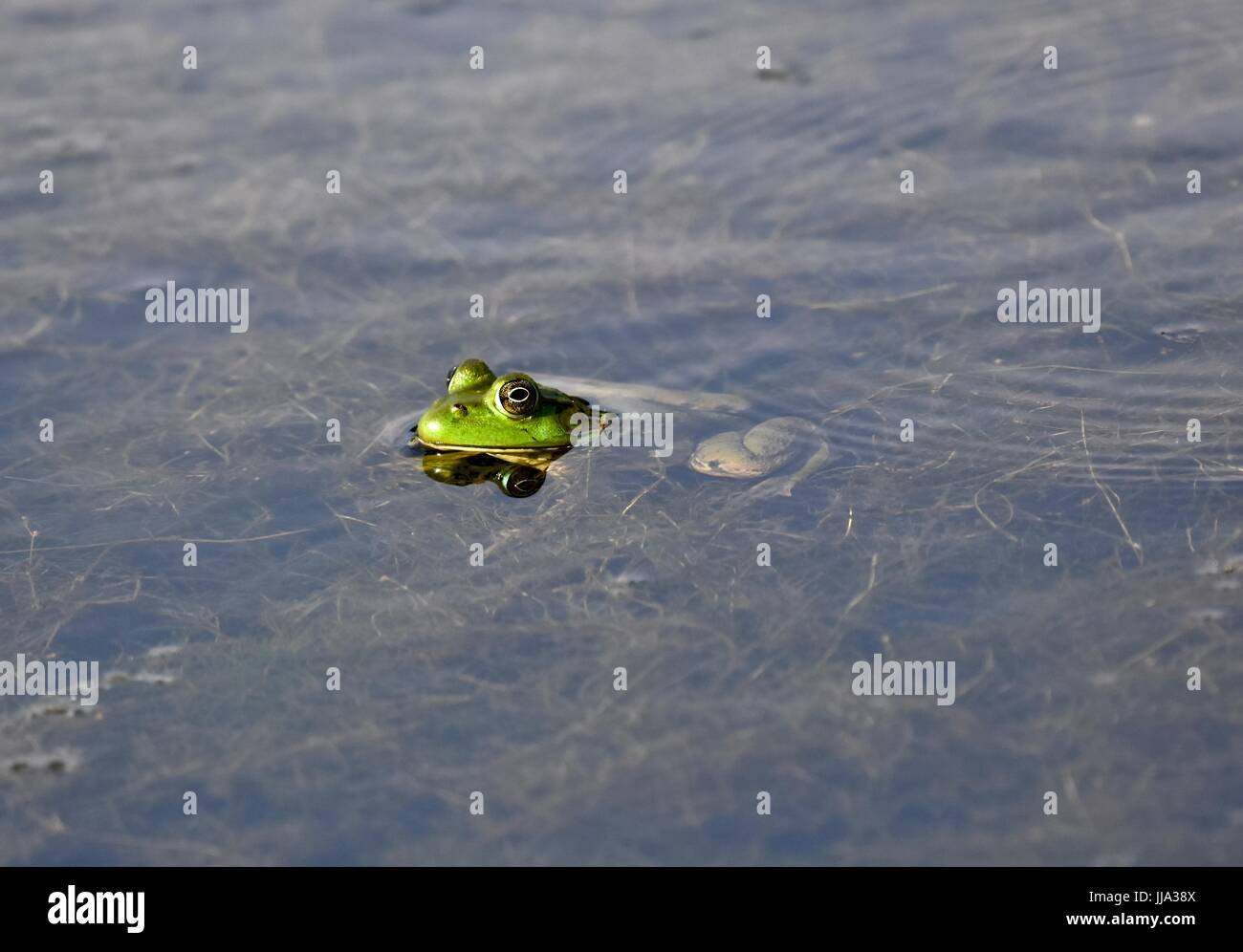 American bullfrog (Lithobates catesbeianus) Stock Photo